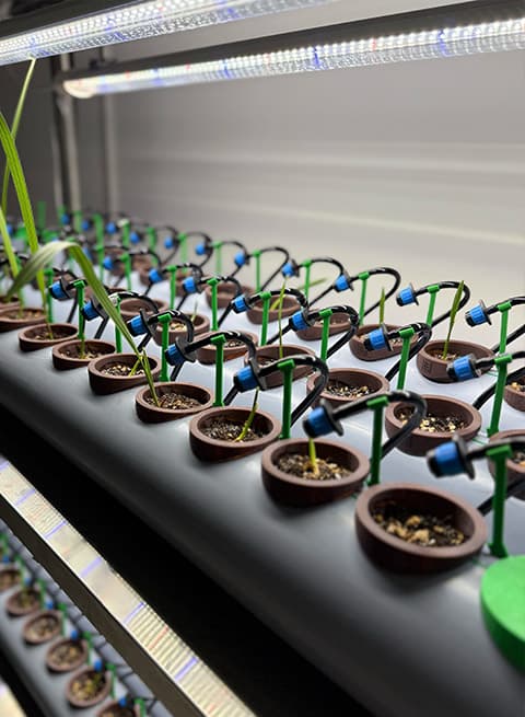 Seeds of Heritage nursery