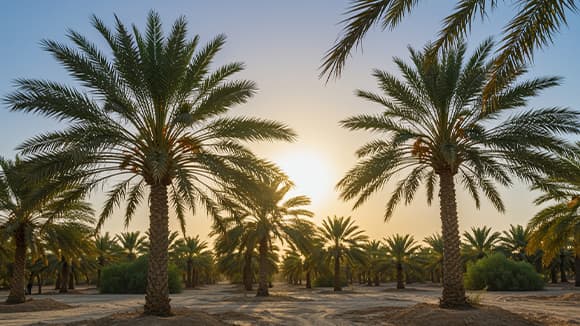 Essential Light and Temperature Guidelines for Young Palms