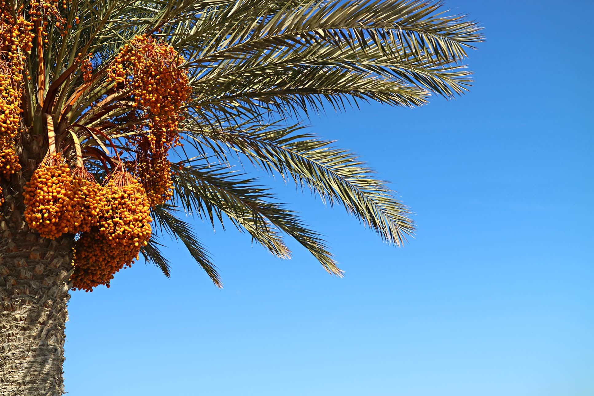 The Ultimate Guide to Rottab Season in the UAE: From Palm to Plate