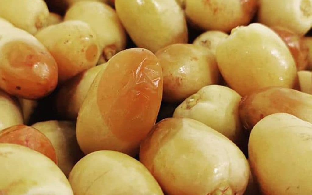 Fresh rottab dates on the palm during UAE summer harvest, showing honey-soft ripeness