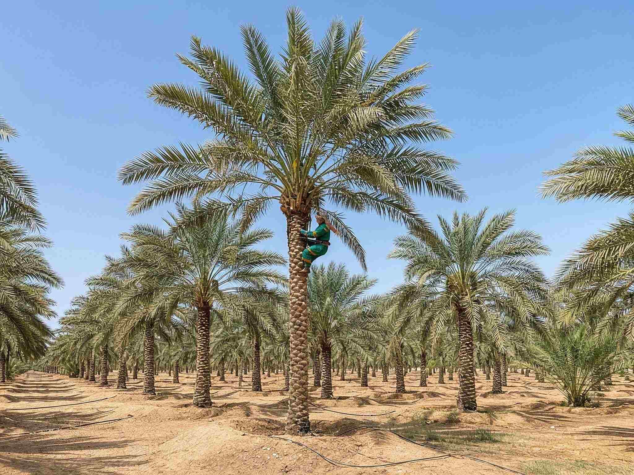 Date palm trees growing in a UAE farm showing healthy fronds in the Gulf climate